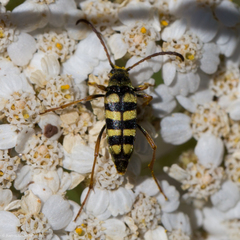 Stenostrophia tribalteata