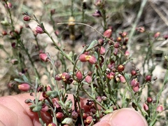 Thamnosma texana