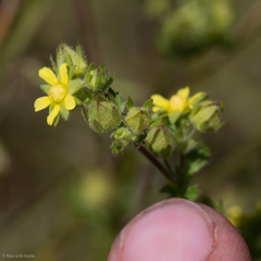 Potentilla biennis