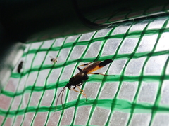 Ichneumon confusor