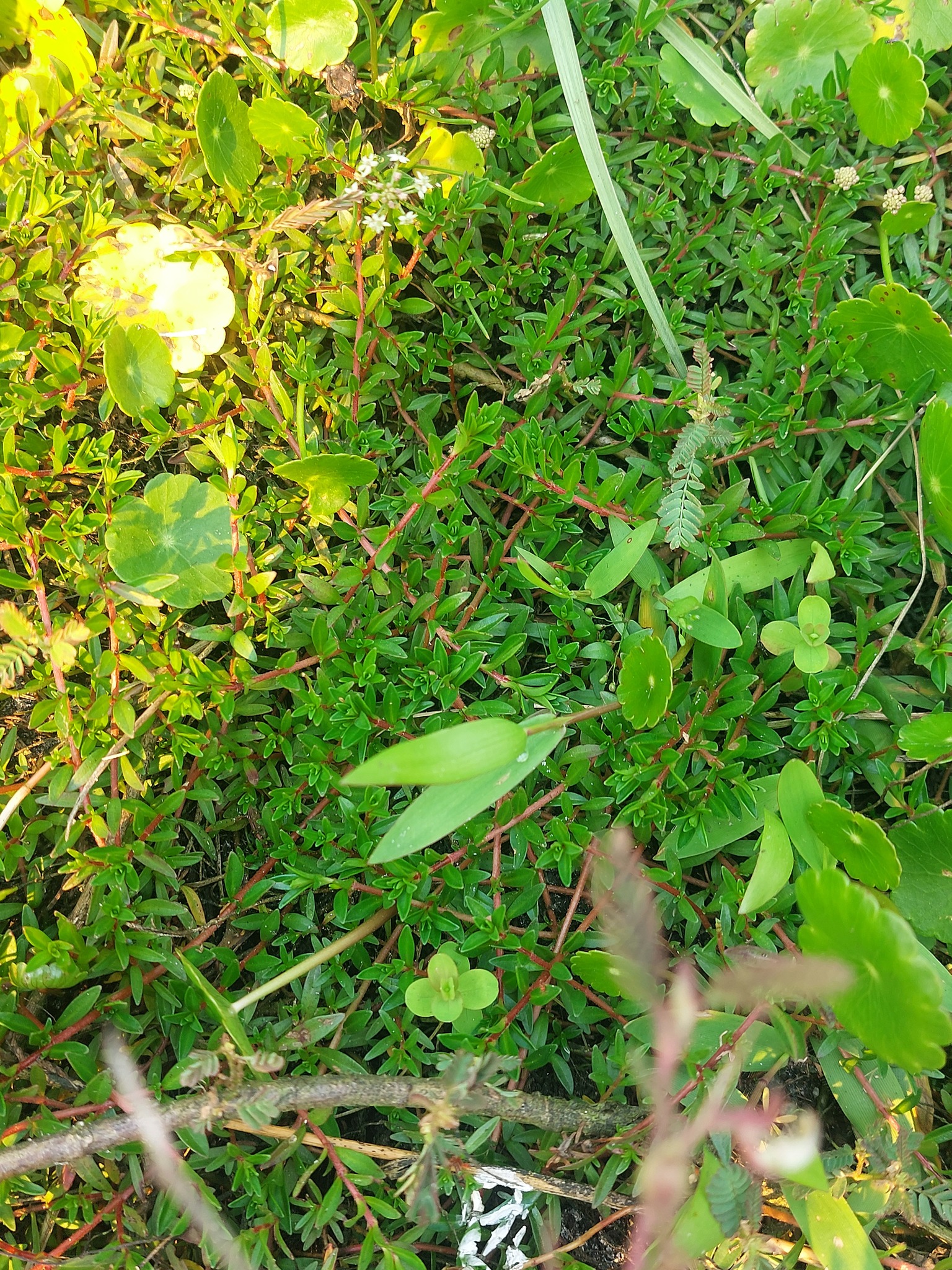 Imagem de Ludwigia arcuata