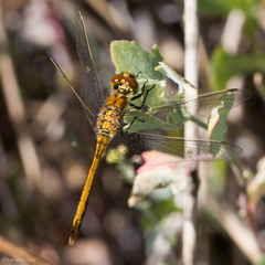Sympetrum danae