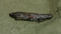 Cryptoblabes hemigypsa