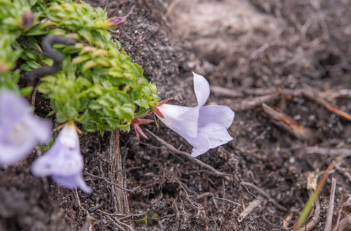 Mossy Bell (Roella muscosa)
