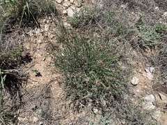 Thamnosma texana