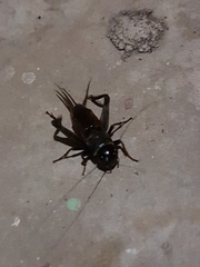 Gryllus texensis