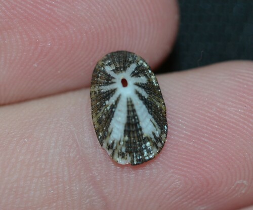 Diodora dysoni observed 2025-03-06