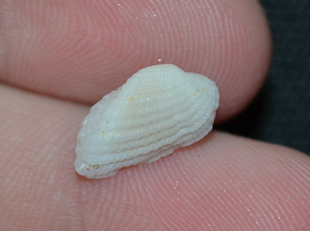 White Miniature Ark