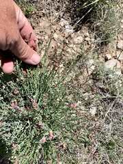 Thamnosma texana