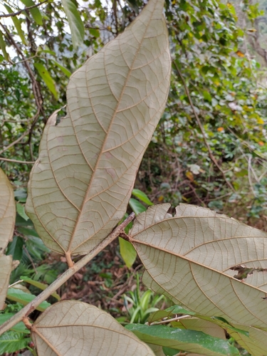 Pterospermum heterophyllum, photograph 3