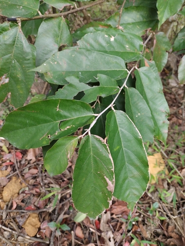 Pterospermum heterophyllum, photograph 4