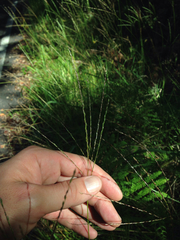 Digitaria eriostachya