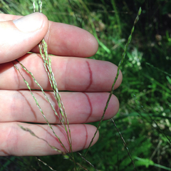 Digitaria eriostachya
