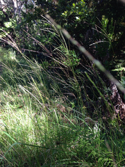 Digitaria eriostachya