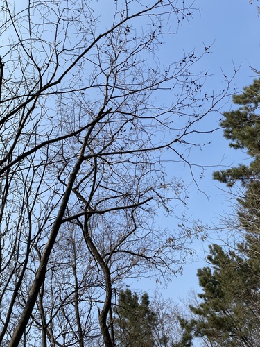 Foto de Lótus