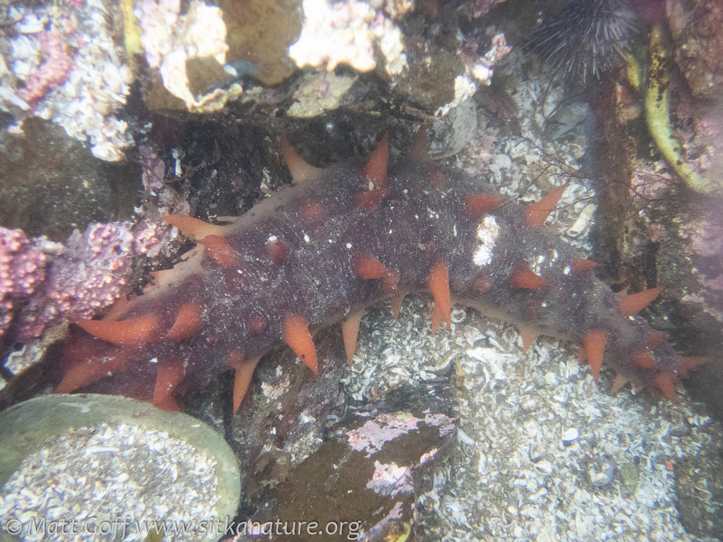 giant California sea cucumber (Gwaii Haanas Kelp Forest & Rocky Reef ...