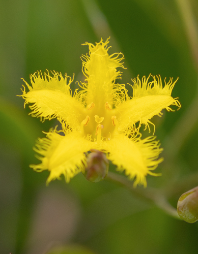 Small Cape bogbean (Villarsia manningiana)