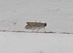 Phycitodes inquinatella