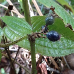 Miconia crenata
