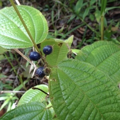 Miconia crenata
