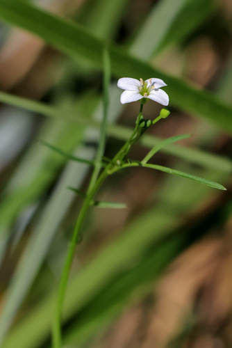 Cardamine tenuifolia observed 2025-03-04