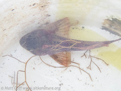 Hemilepidotus hemilepidotus