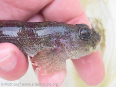 Hemilepidotus hemilepidotus