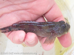 Hemilepidotus hemilepidotus