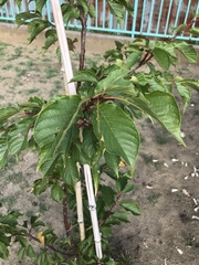 Prunus