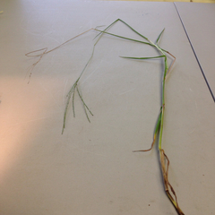 Digitaria eriostachya