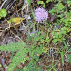 Mimosa pudica
