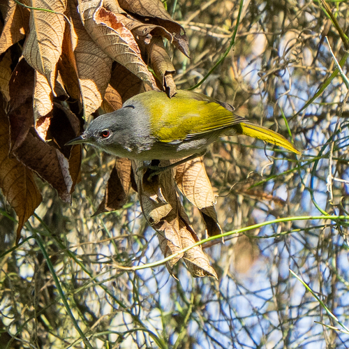 Green-tailed Warbler (Microligea palustris), photo 3