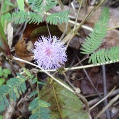 Mimosa pudica