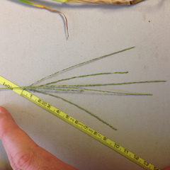 Digitaria eriostachya