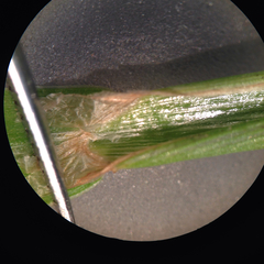 Digitaria eriostachya