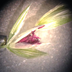 Digitaria eriostachya