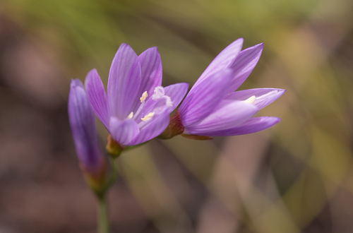 Geissorhiza tabularis
