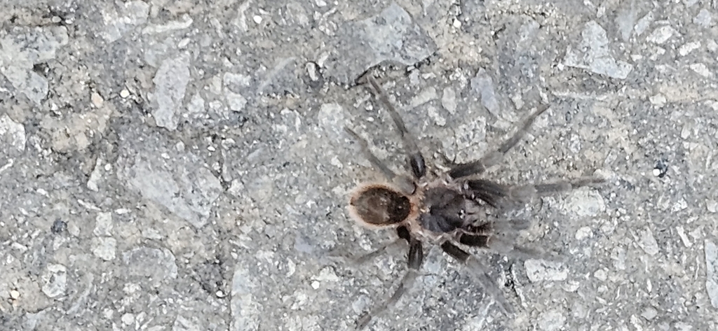 Homoeomma villosum