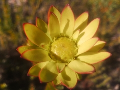 Leucadendron elimense elimense