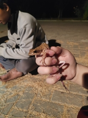 Polypedates leucomystax