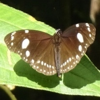 Euploea lewinii