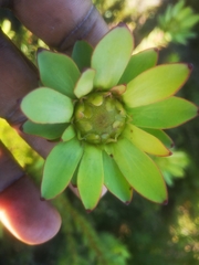 Leucadendron elimense elimense