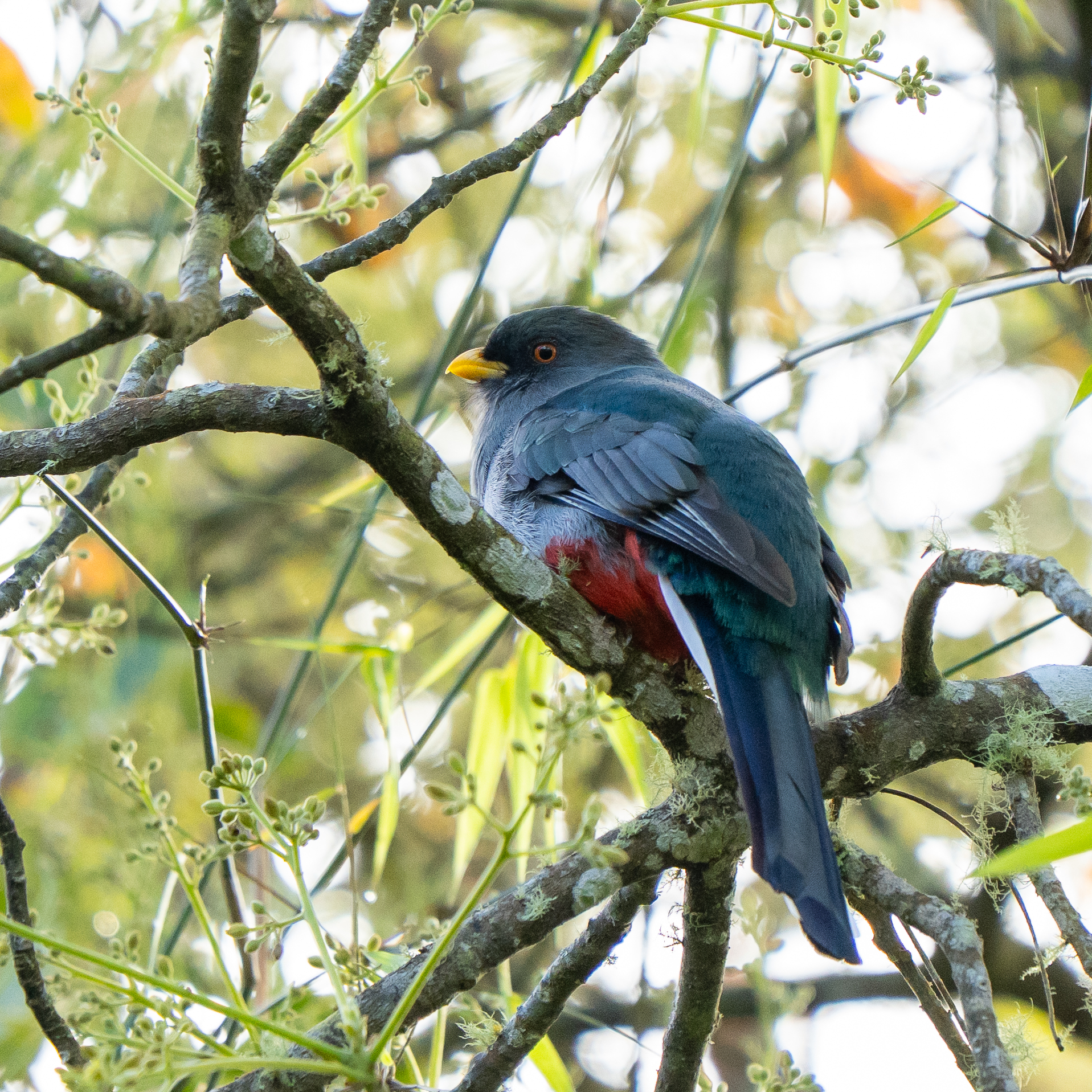 Hispaniolan Trogon (Priotelus roseigaster), photo 3