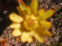 Leucadendron elimense elimense