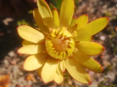 Leucadendron elimense elimense