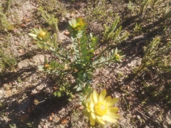 Leucadendron elimense elimense