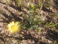 Leucadendron elimense elimense