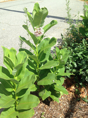 Asclepias syriaca