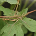 Truxalis nasuta - Photo (c) Lies Van Rompaey, μερικά δικαιώματα διατηρούνται (CC BY)