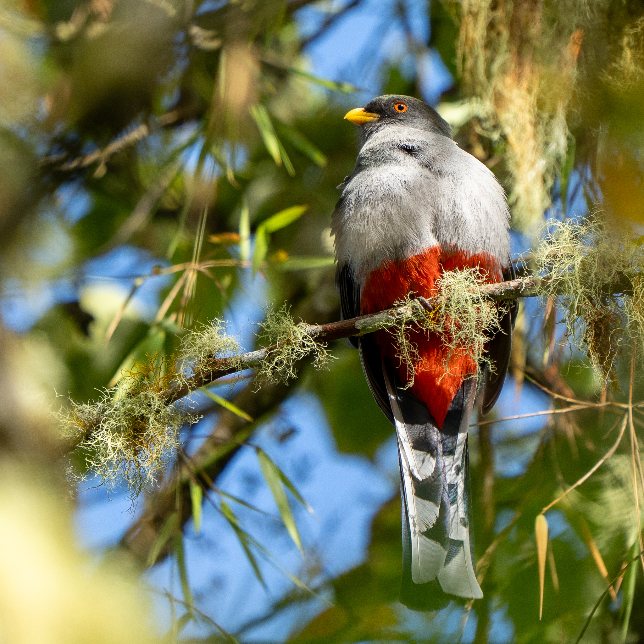 Hispaniolan Trogon (Priotelus roseigaster), photo 4